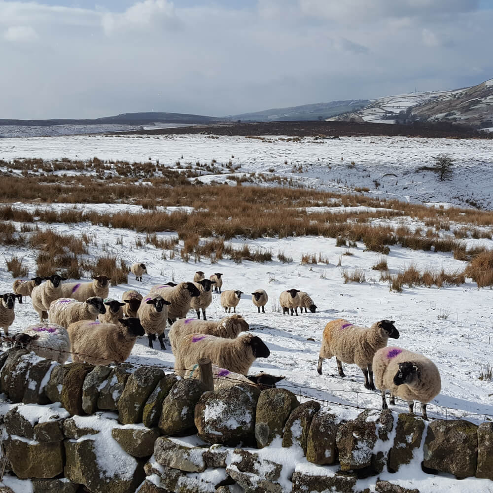 Sheep-on-Staffordshire-Moorland-near-Flash