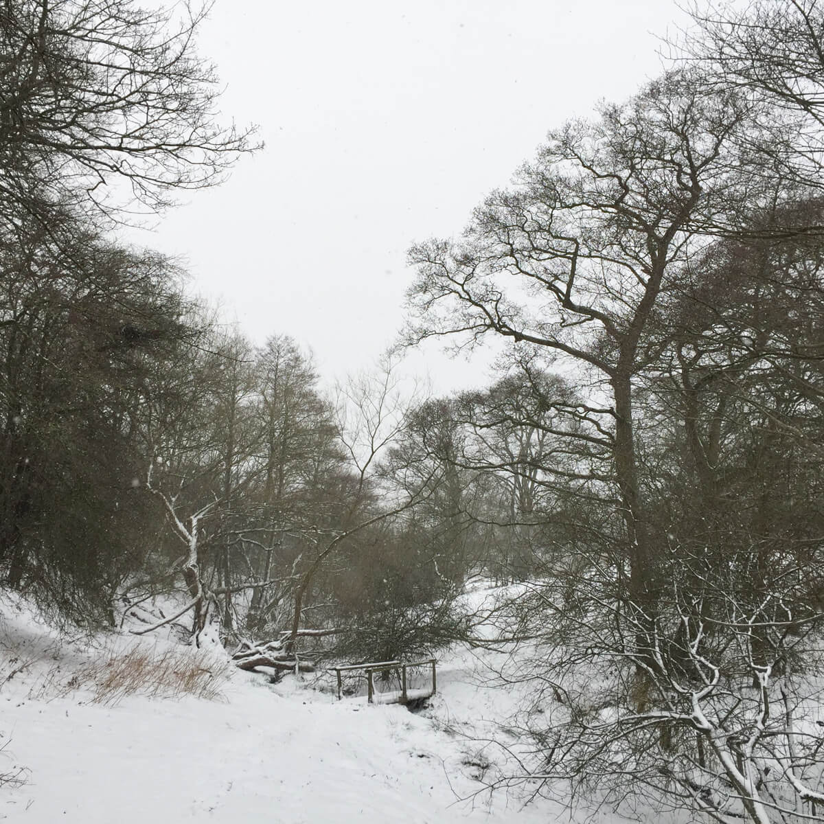 Winter-in-the-Woods-near-Prestbury-(2)