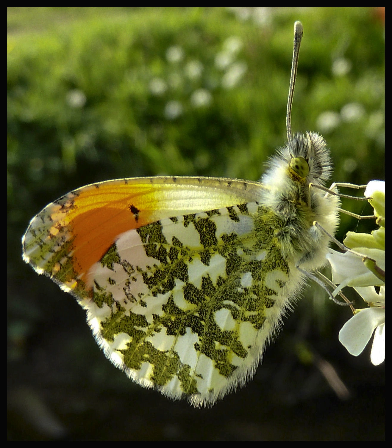 Orange Tip Butterfly Greeting Card