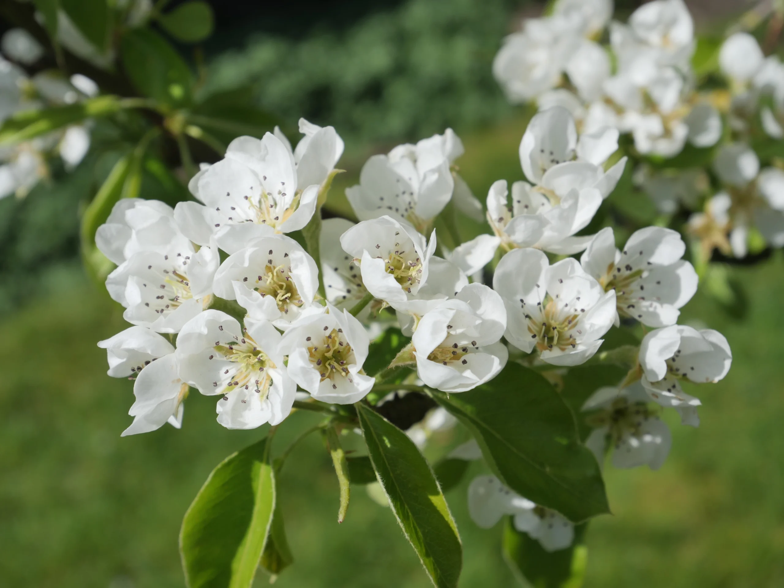 Apple Blossom Greeting Card