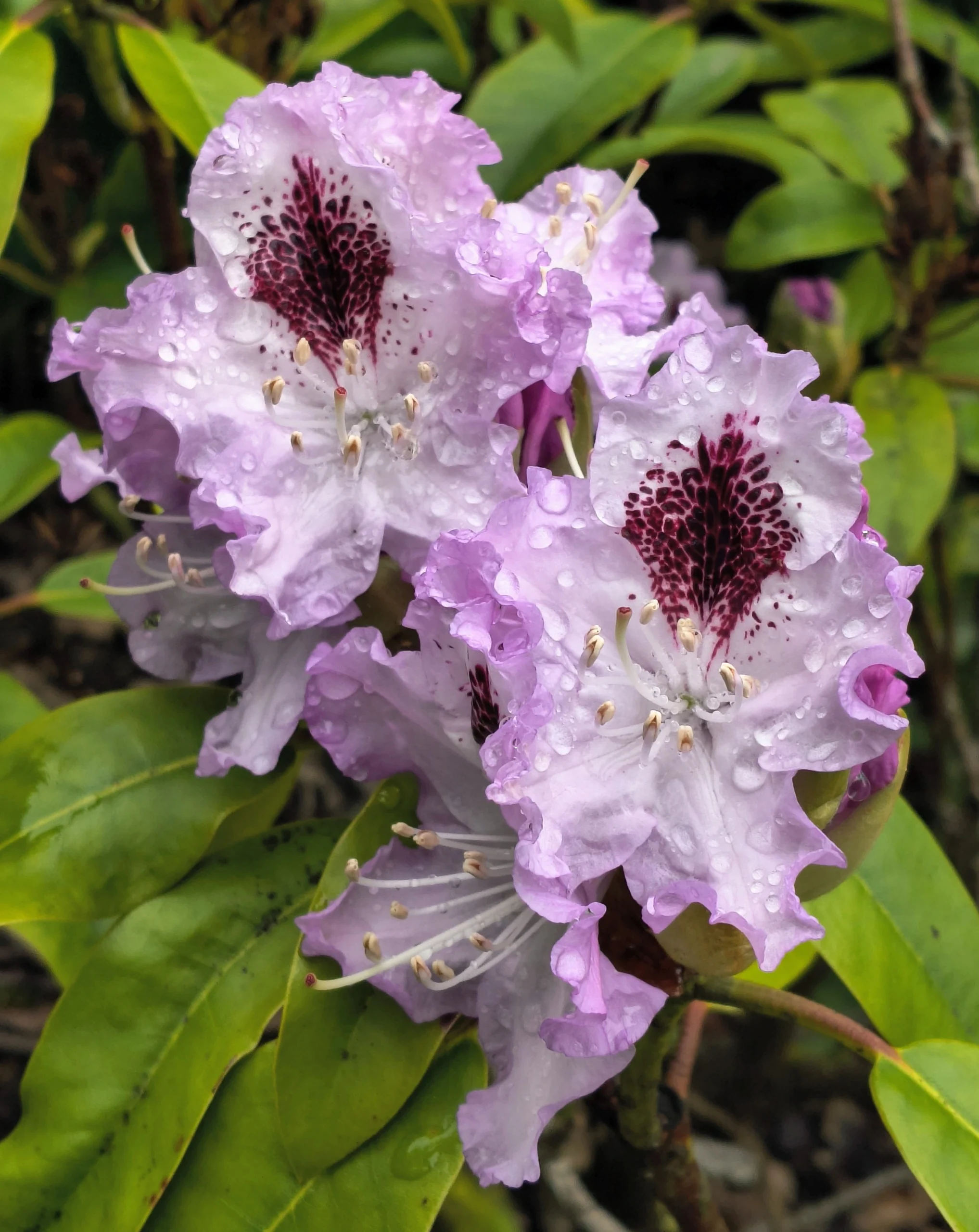 Flowers in the Rain Greeting Card